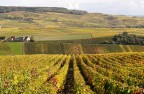 Breath taking view of the vineyard in the beginning of autumn