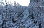 The vines are covered with ice in winter