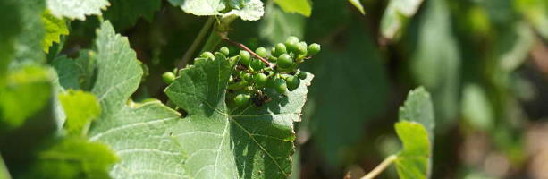Small berries in Champagne vineyard